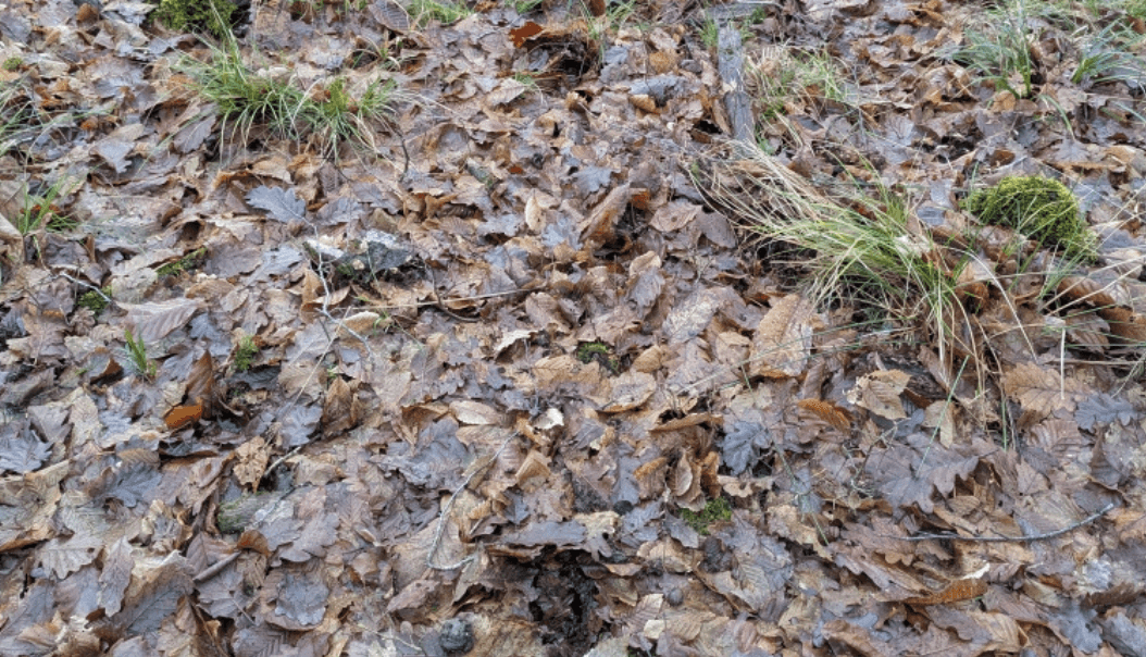 01 au 02.11.2025 – Le chant des pistes