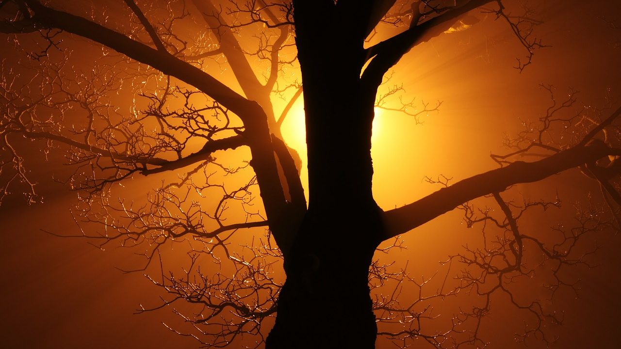 Arbre palabre