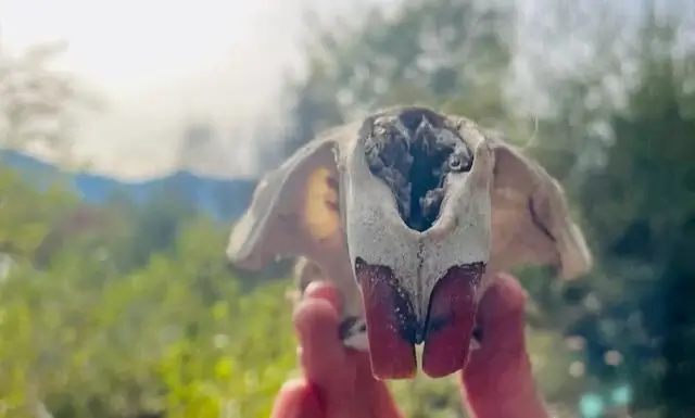 La rivière infinie des chansons – Newsletter de Connexion à la Nature & Musique Vivante