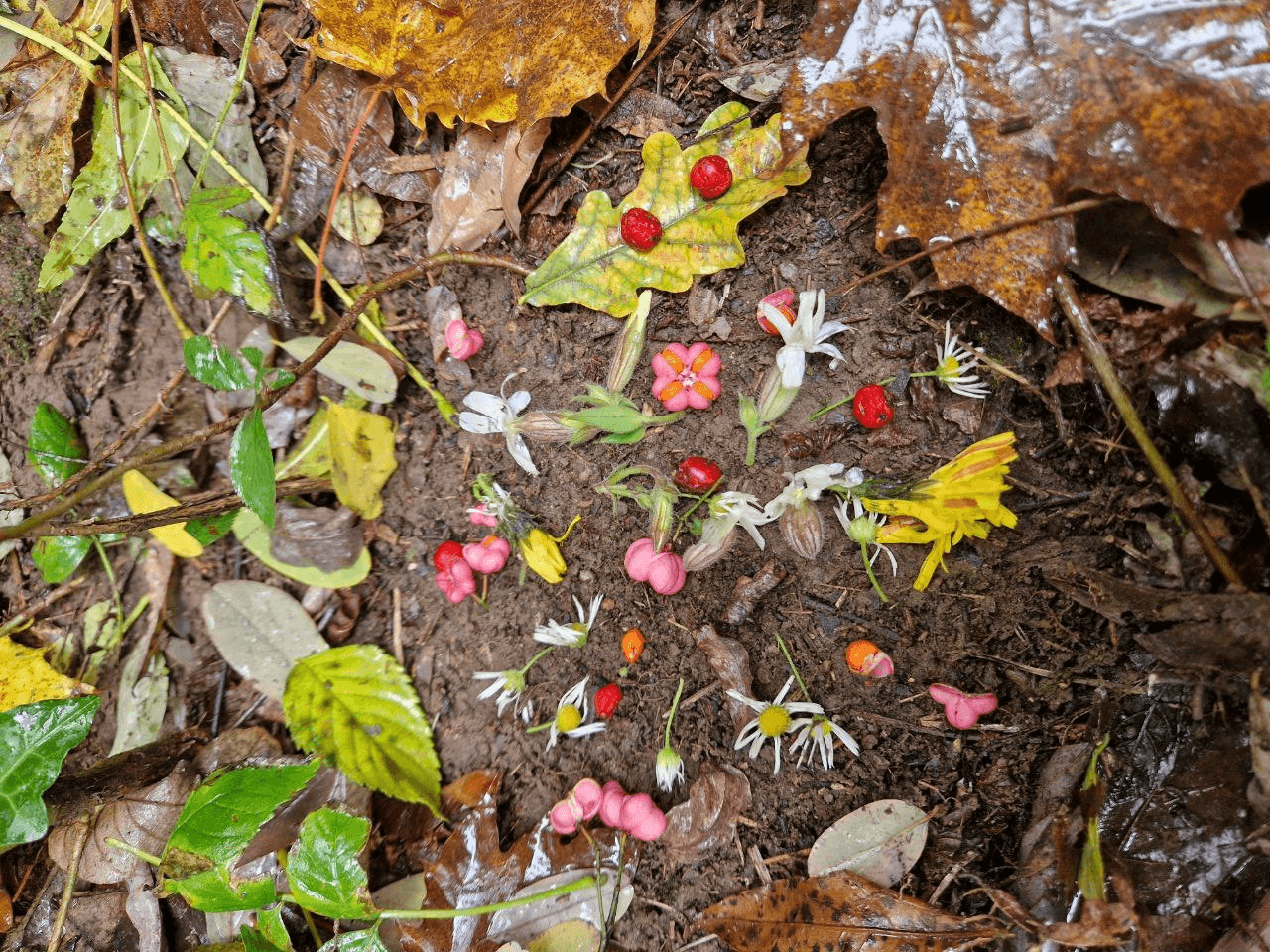 Gratitudes pour le Vivant – visios gratuites du 1er au 5 de chaque mois