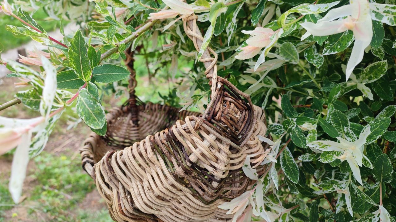 Graines sauvages panier