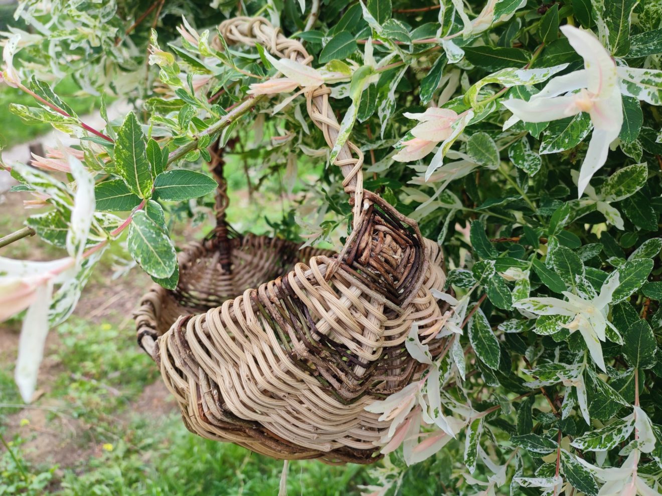 Graines sauvages panier