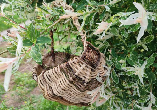 Graines sauvages panier