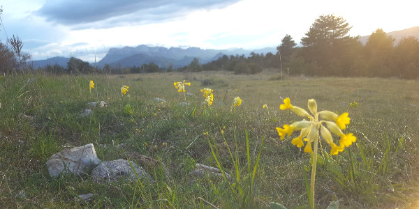 Immersion montagne newsletter