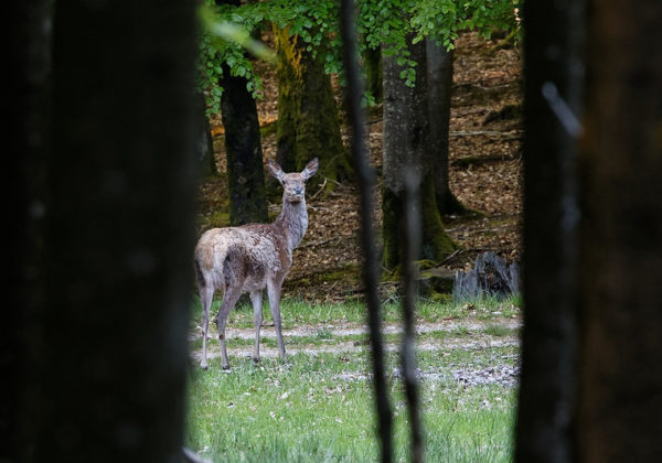 Dryade initiation pistage animalier