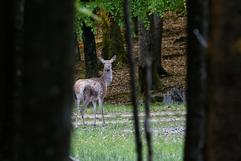 Dryade initiation pistage animalier