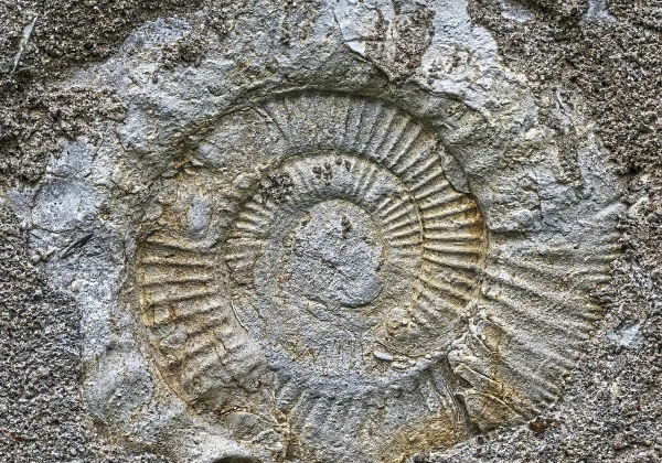 Musique vivante la riviere infinie des chansons