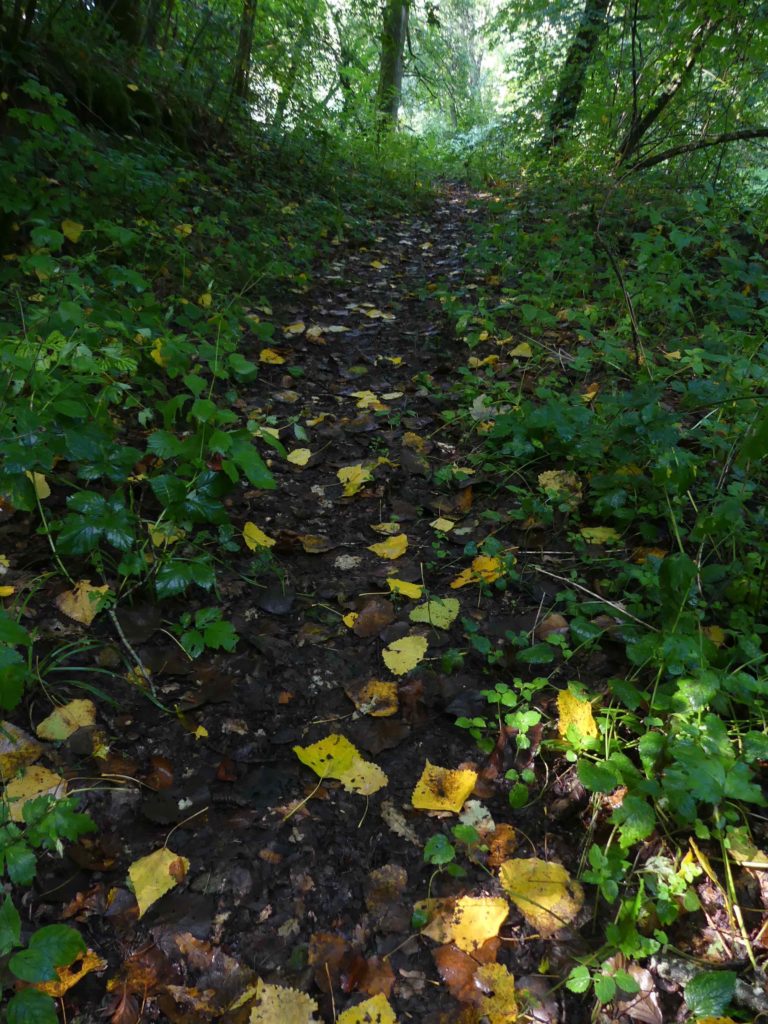 Petits ruisseaux Sur la piste animale cranes