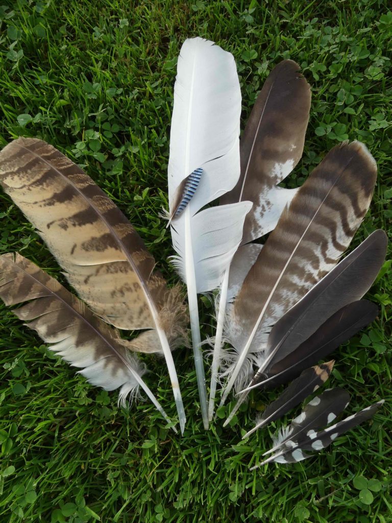 Petits ruisseaux Sur la piste animale plumes