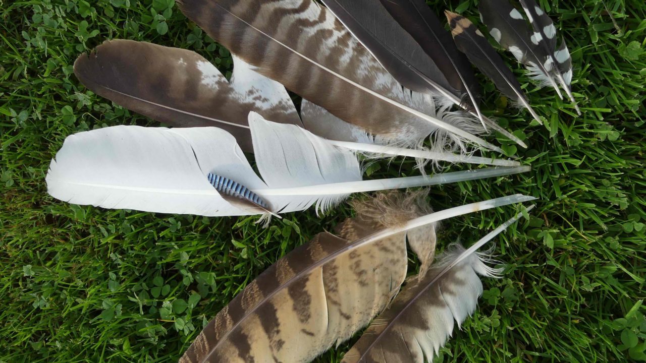 Petits ruisseaux Sur la piste animale plumes banner