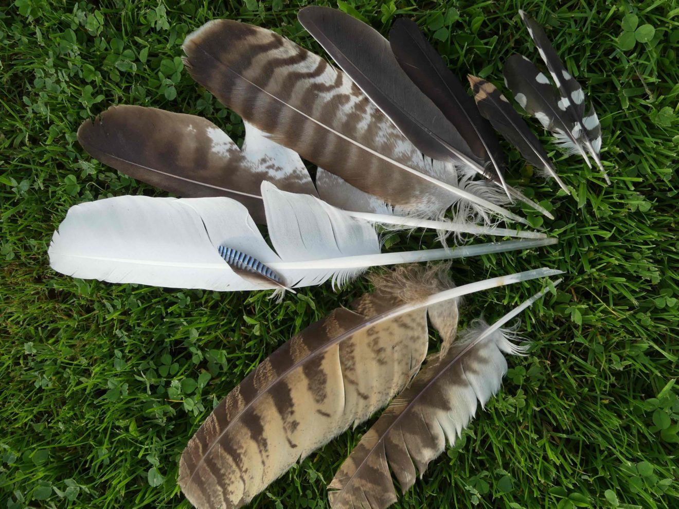 Petits ruisseaux Sur la piste animale plumes banner