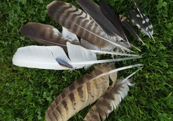 Petits ruisseaux Sur la piste animale plumes banner