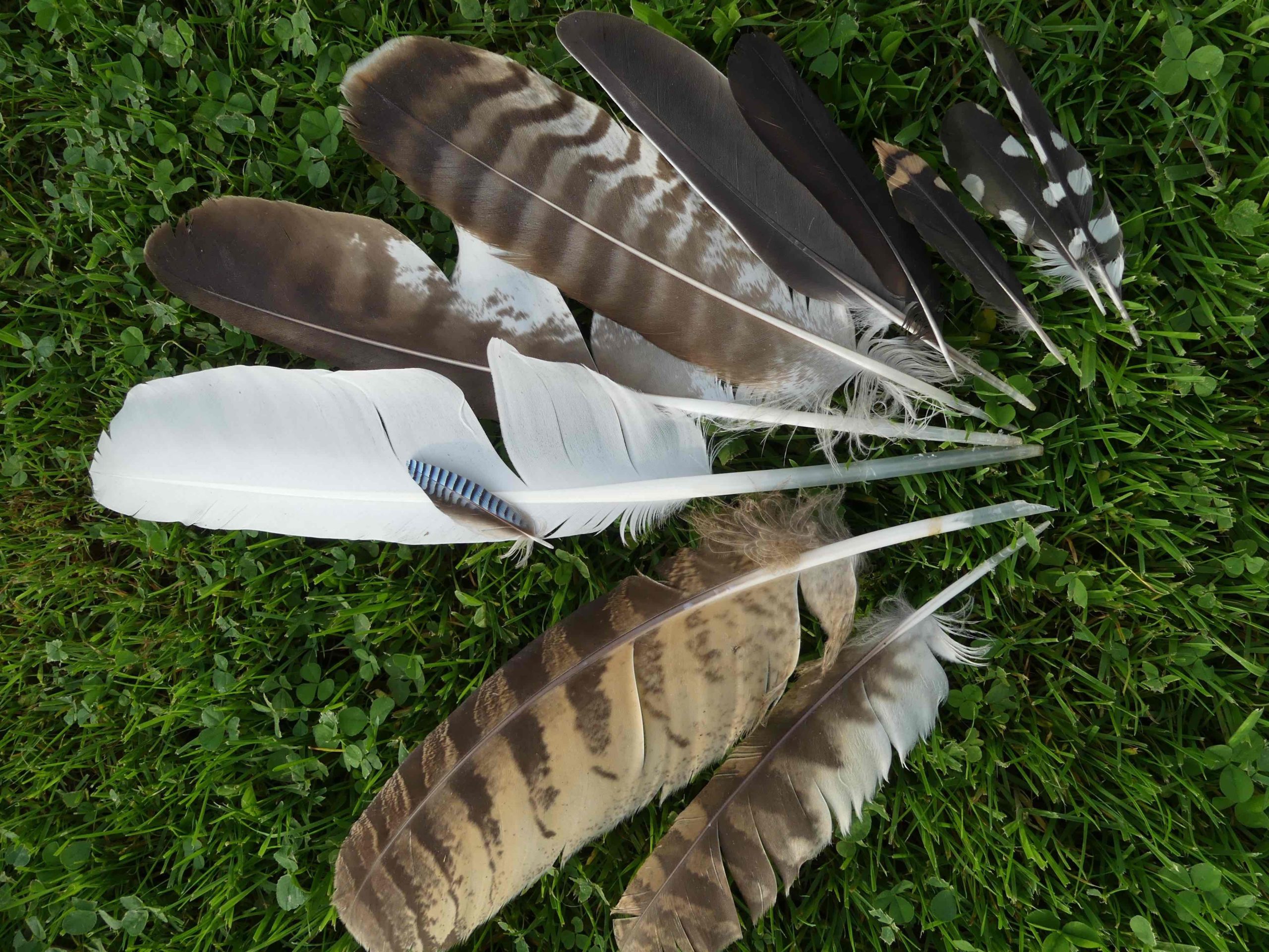 Newsletter – Le courant des petits ruisseaux