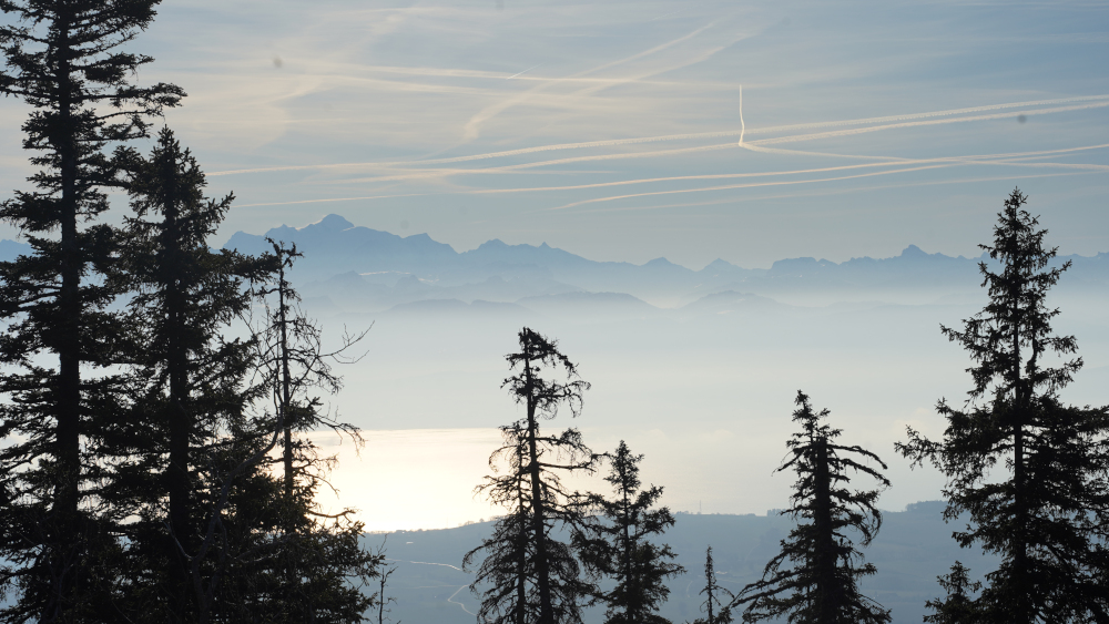 Lombelle newsletter janvier 2026