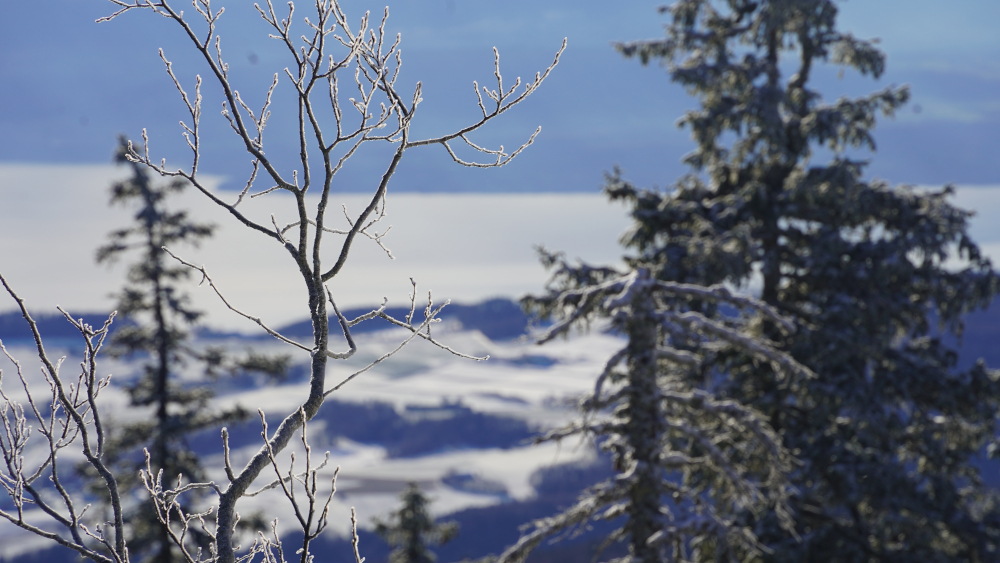 Lombelle newsletter janvier 2026