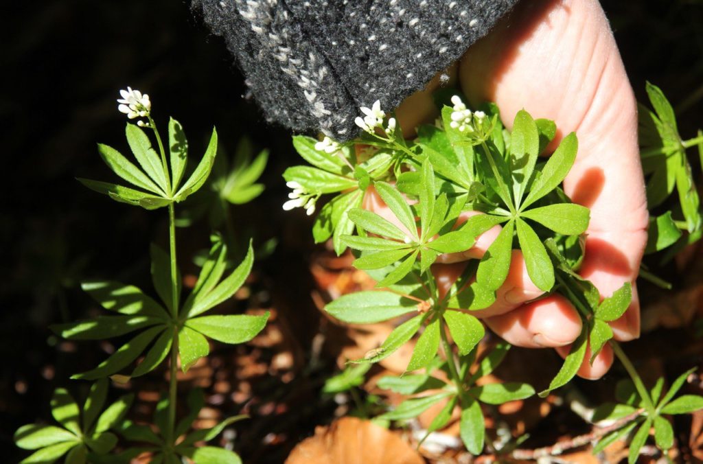 Lombelle newsletter janvier 2026