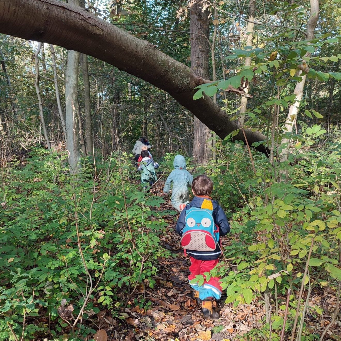Stages nature enfants immersion en foret graines de sauvage