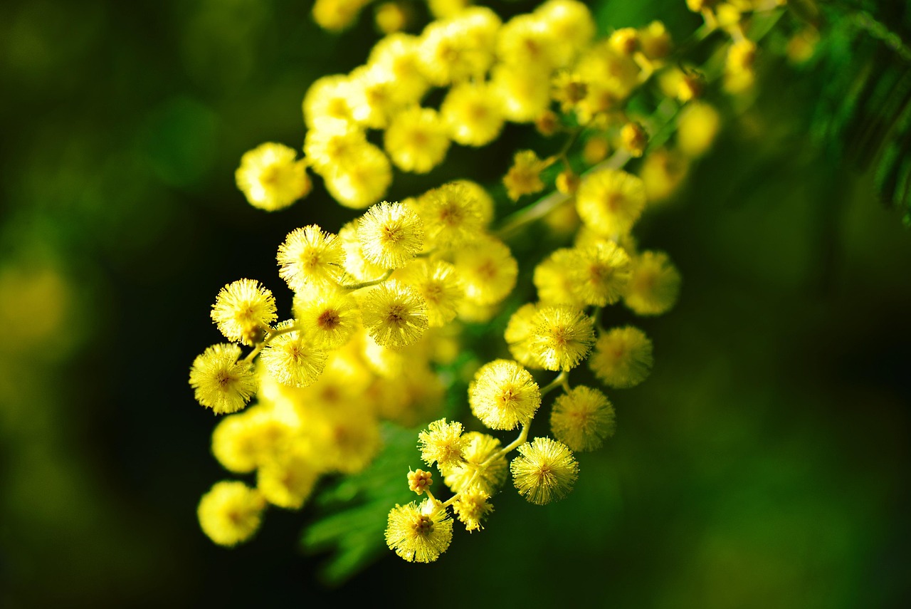 Le chant du printemps