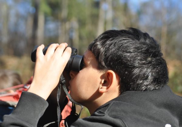 Juillet 2026 stages nature artistes des bois et tribu des bois banner