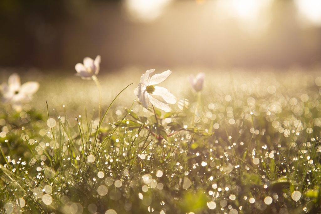 Printemps createrre