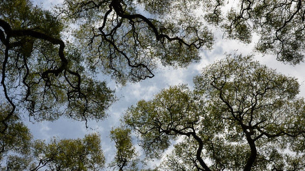 Temps long createrre