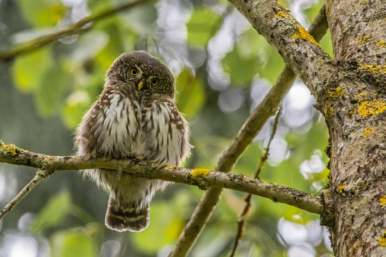 4 au 8.05.26- Stage « Langage des oiseaux » – Permavisions