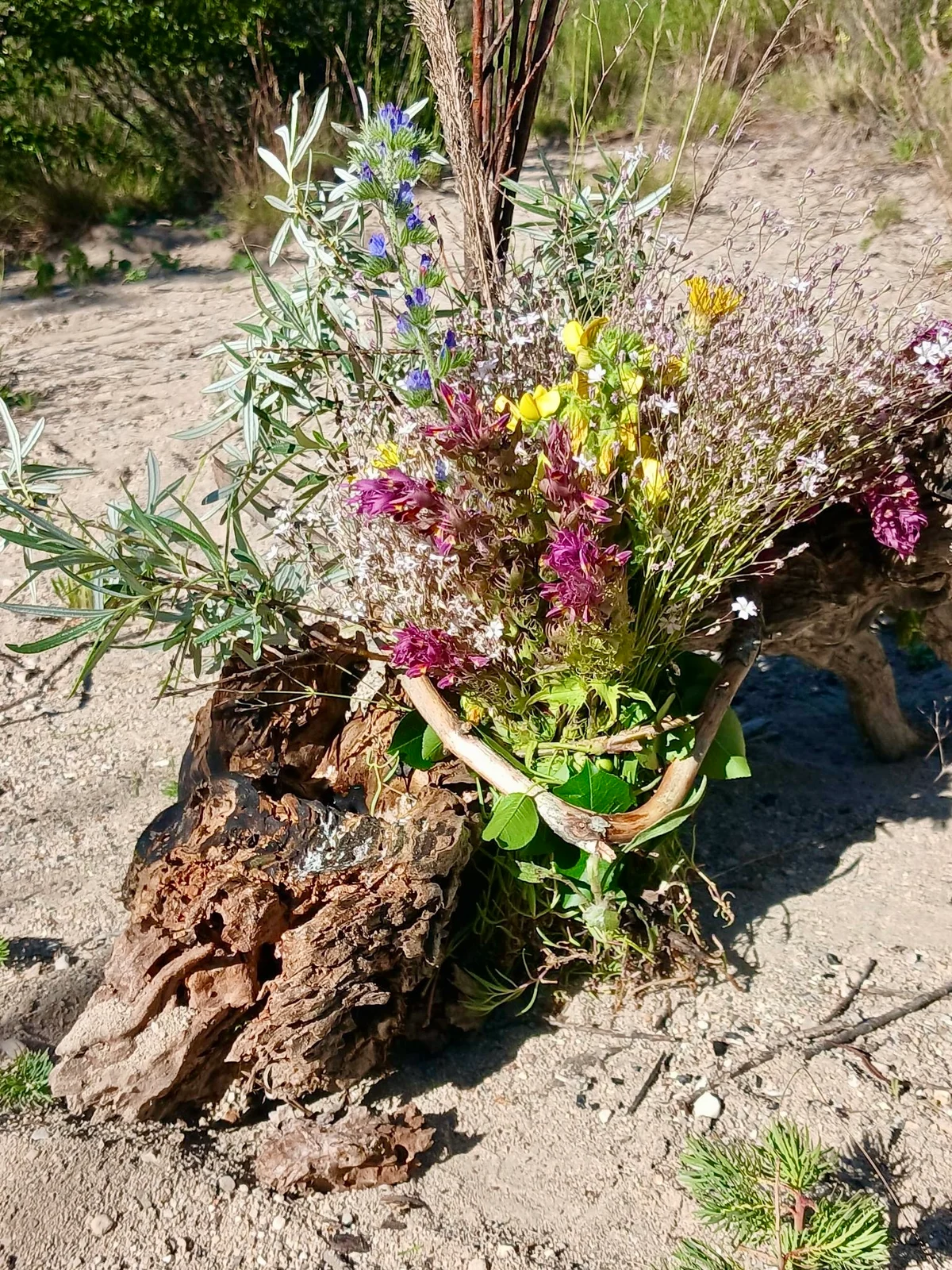 Newsletter de Connexion à la nature & Musique Vivante – Nos instructions originelles